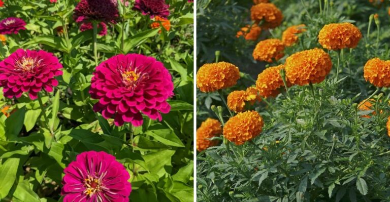 These Texas Flowers Can Keep Blooming Into October