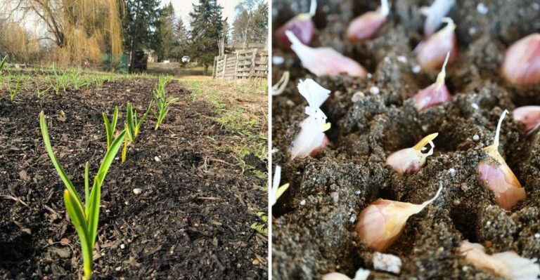 Reserve Seed Garlic Now For An October Planting In Maryland