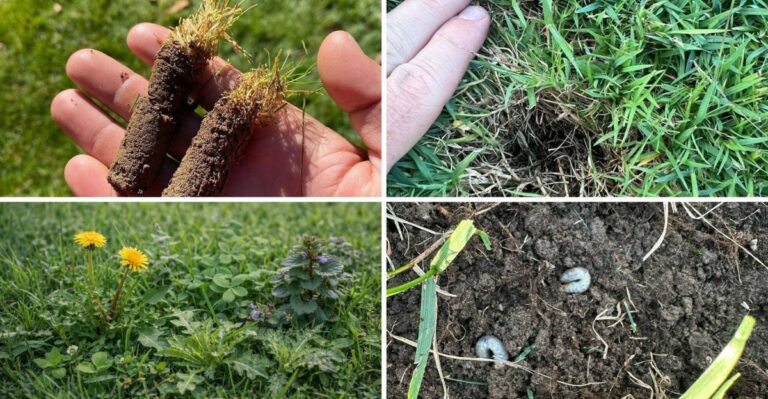 September Is The Best Time To Fix These Lawn Problems