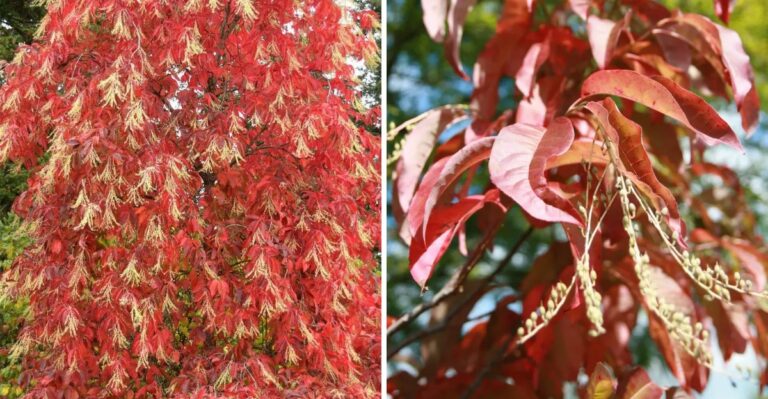 Why Sourwood Trees Turn Red Before The Rest Of The Tennessee Forest