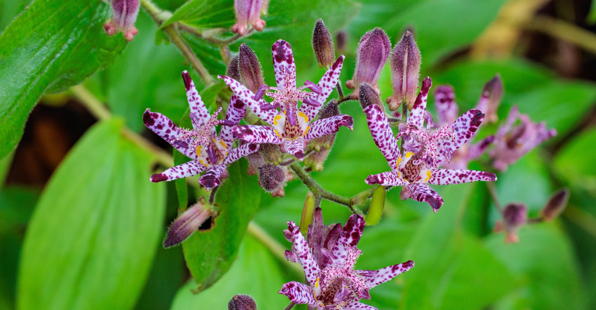 Toad Lilies (featured image)