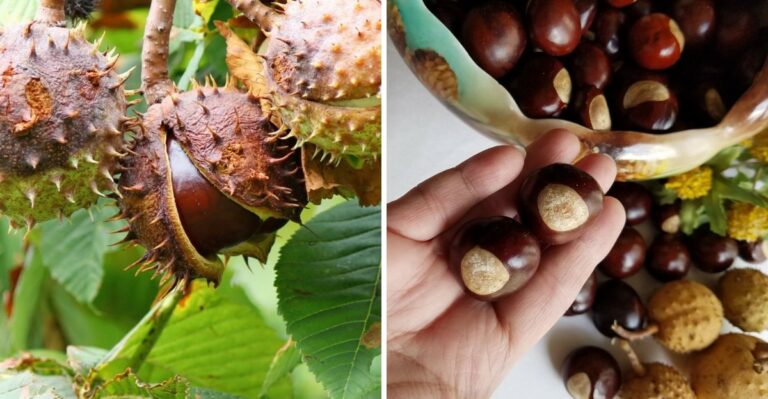 Your Ohio Buckeye Is Dropping Its Famous Seeds – Don’t Confuse Them With Edible Chestnuts