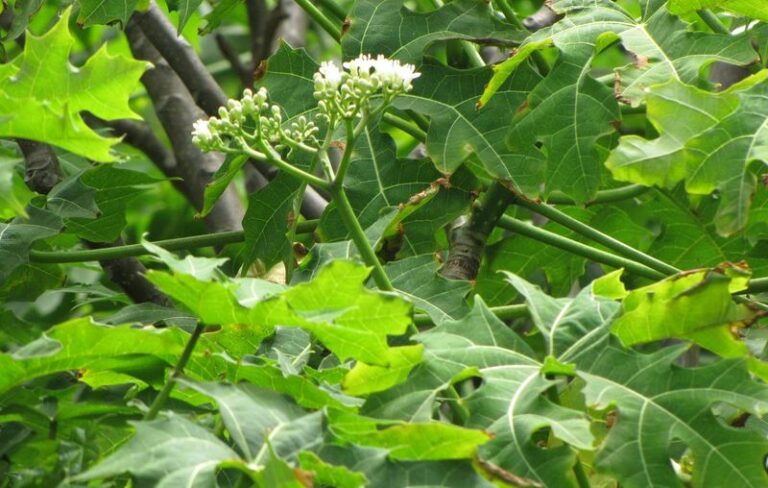 12 Arizona Vegetables That Come Back Every Fall Without Replanting