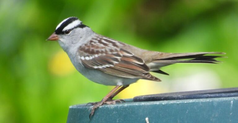 What It Means When White-Crowned Sparrows Start Showing Up In California Backyards