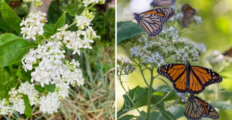The White Texas Native Wildflower That Blooms Only In Fall