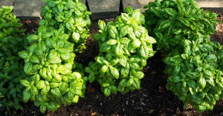 Stop Making This Basil Harvesting Mistake In North Carolina Before Fall