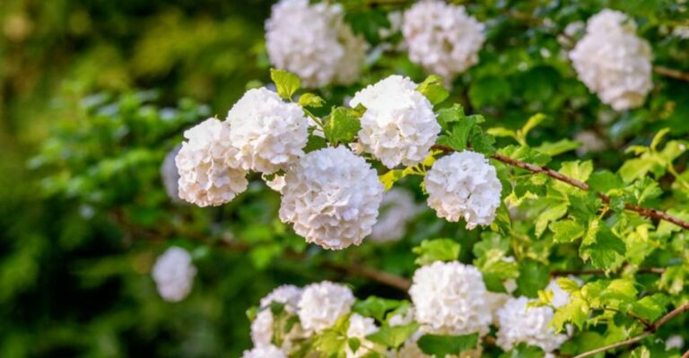 The One Thing Michigan Viburnum Needs Before September Ends