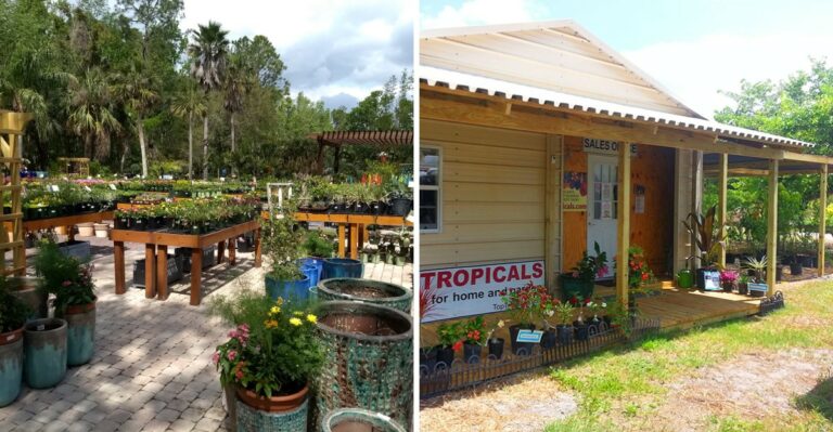 Florida Nurseries That Stock Cold-Hardy Tropicals For North Florida Yards