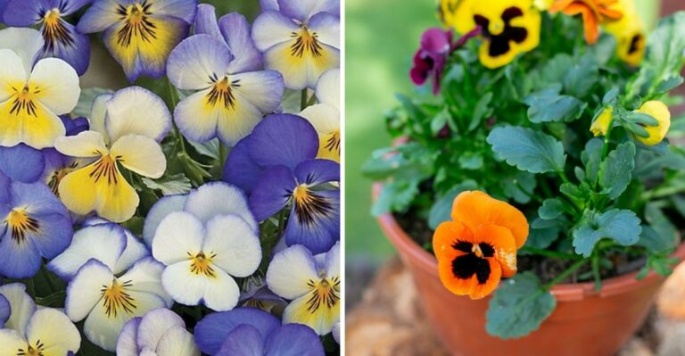 How Pansies And Violas Are Refreshing Iowa Gardens As Summer Winds Down