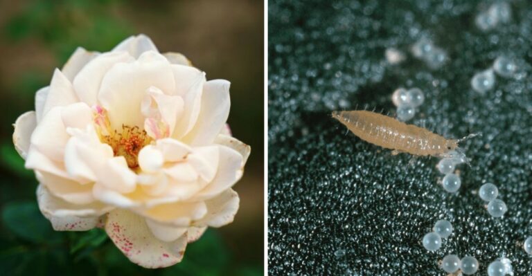 What’s Causing Damage To Light Colored Flowers Across New Jersey