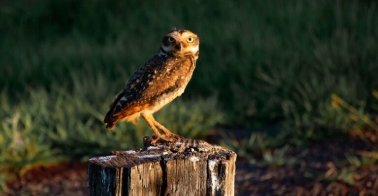 owl standing on a stump