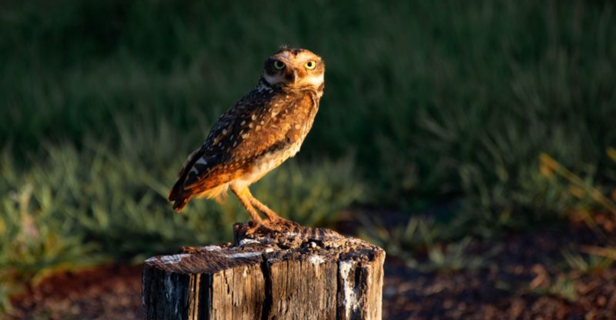 owl standing on a stump