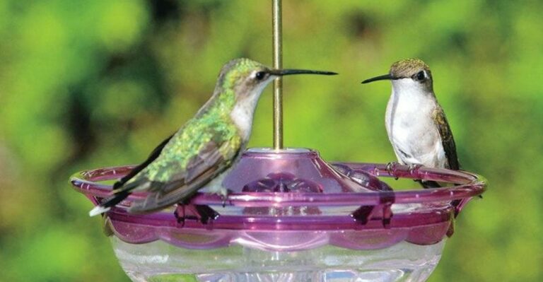 Don’t Take Down Your Florida Hummingbird Feeder Just Because Summer Is Ending