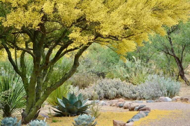 8 Arizona Plants That Keep Fireflies Coming Back Every Monsoon Season