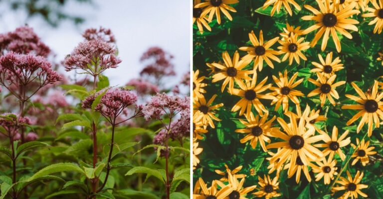 joe pye flowers on one side and black eyed susans on the other