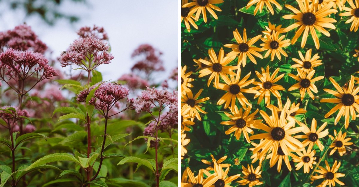 joe pye flowers on one side and black eyed susans on the other