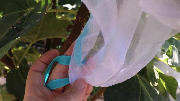 Slip A Mesh Bag Over Your Ripening Arizona Figs And It Can Help Keep Birds Off Individual Fruits