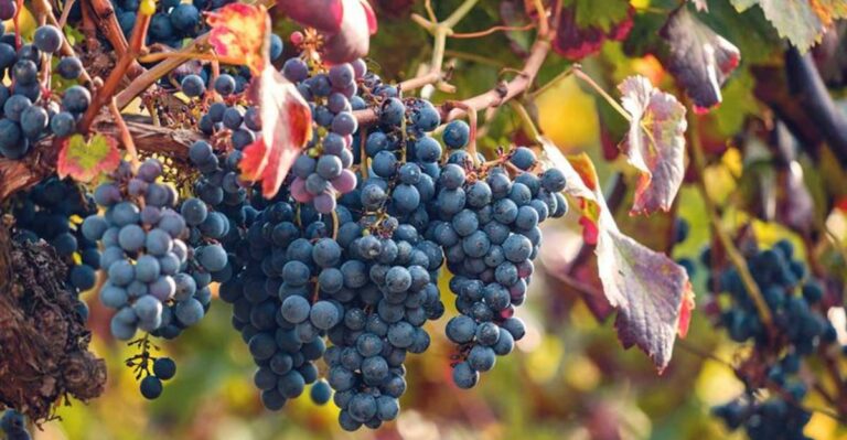 black grapes in its peak