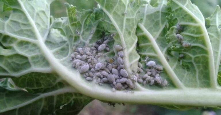 Why Late Season Aphids Are Crowding Michigan Kale And What Gardeners Can Do About It