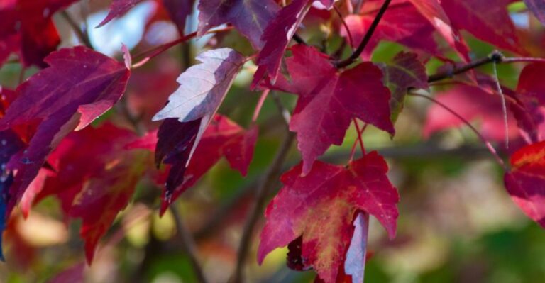 Indiana Maples Turning Red Ahead Of Schedule May Be Trying To Tell You Something