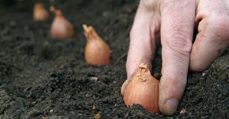 Can You Plant Shallots In Fall In North Carolina?