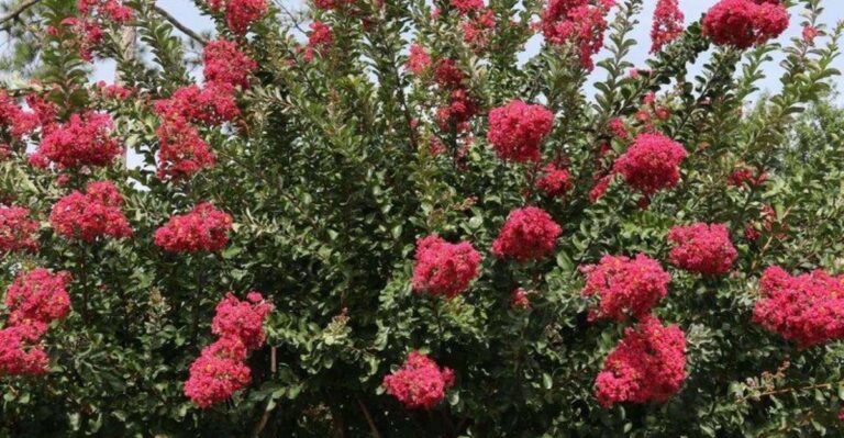 Why You Should Stop Fertilizing Your North Carolina Crape Myrtle In September