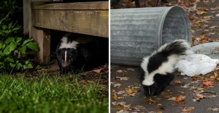 7 Things That Attract Skunks To Your Pennsylvania Yard