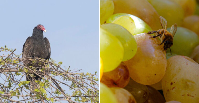 What’s Behind The Muscadine Grape Drop Turning Alabama Lawns Into Wildlife Feeding Grounds