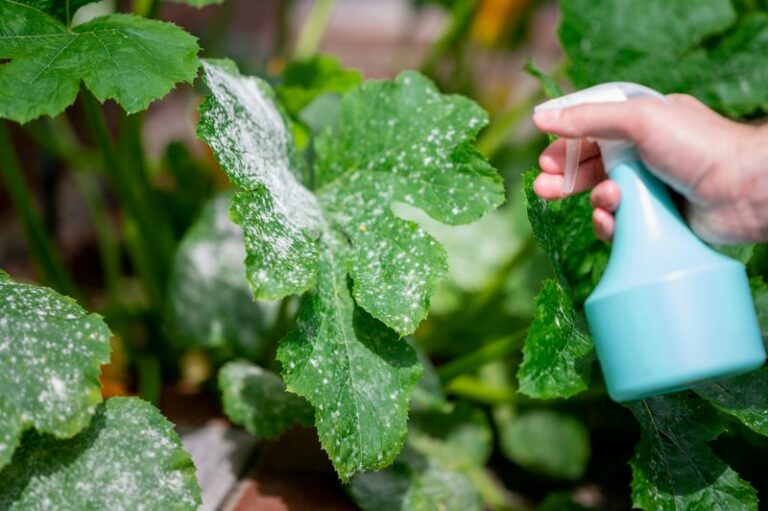 Spray Hydrogen Peroxide On Arizona Powdery Mildew And It Vanishes Without A Trace