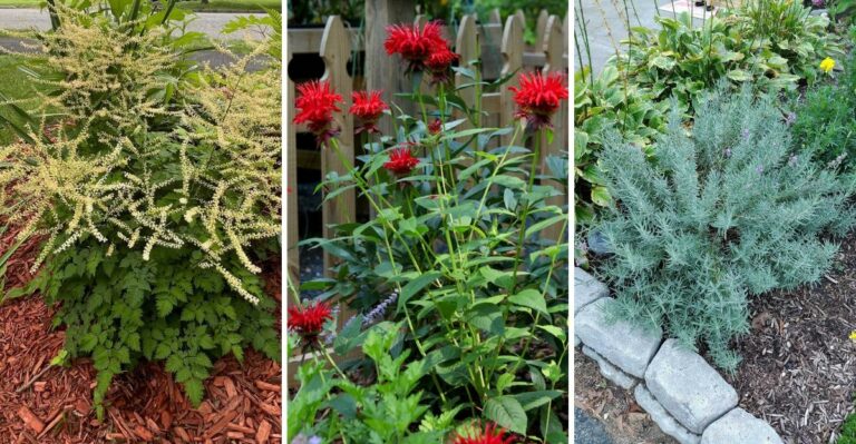 The Virginia Perennials That Crave Fall Compost, Plus A Few That Don’t