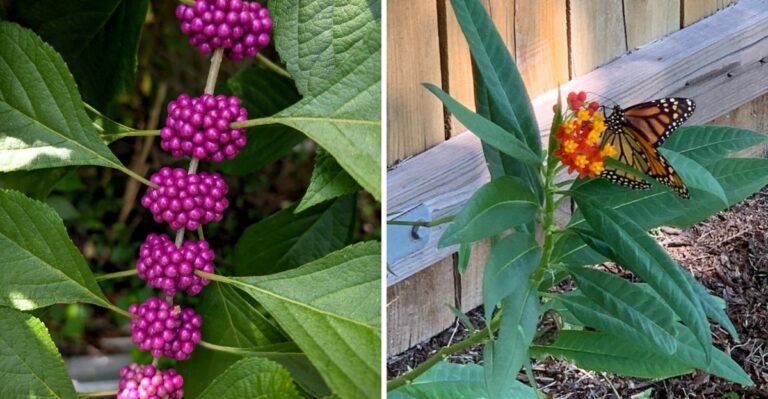 Don’t Cut Back These 8 Florida Natives Just As Their Fall Show Is Beginning