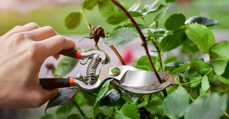 Stop Making These Pruning Mistakes On Your Georgia Shrubs During Heat Waves