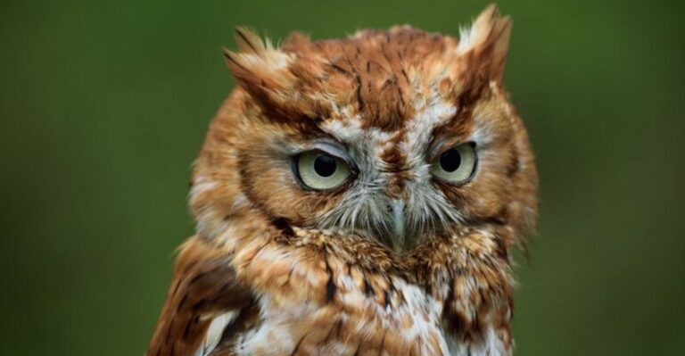 The Ohio Owl You May Have In Your Backyard Without Ever Seeing It