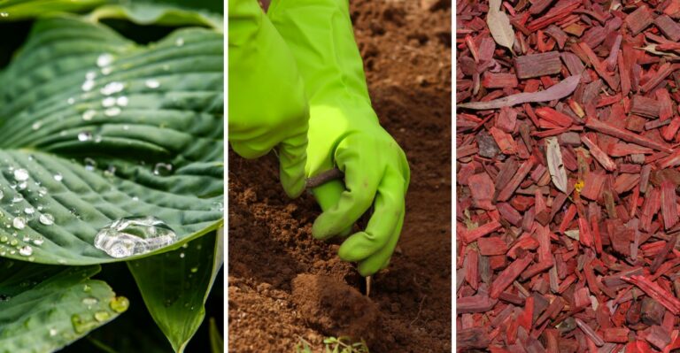8 Easy Ideas For Setting Up Your Hostas To Come Back Even Better Next Spring