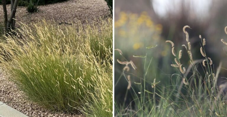 The Texas Native That Looks Right At Home In A Naturalistic Garden