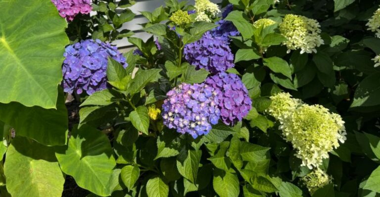 This September Hydrangea Mistake Can Cost Georgia Gardeners Next Year’s Blooms