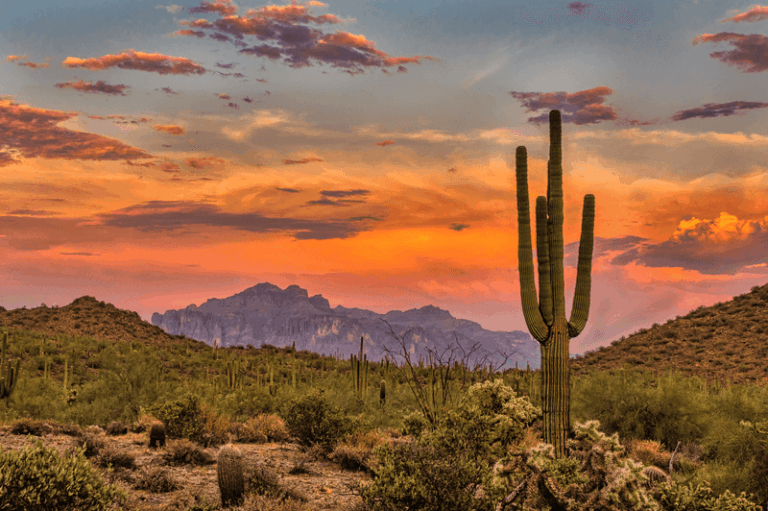 Secret Sugar Tricks That Give Your Arizona Plants Stronger Roots And More Blooms