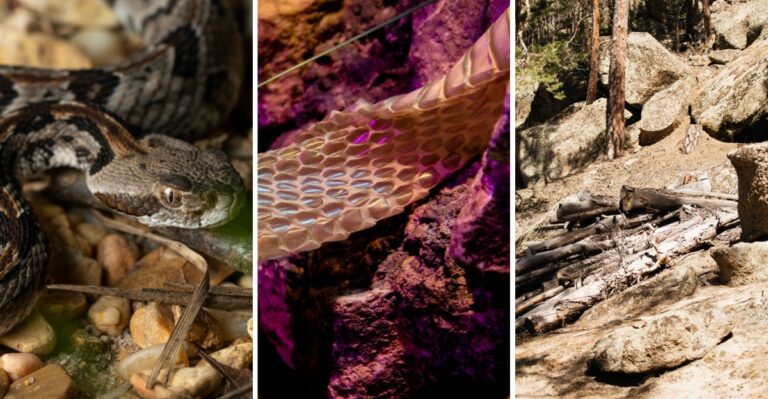 8 Warning Signs Of Timber Rattlesnakes In Your Southwest Virginia Yard