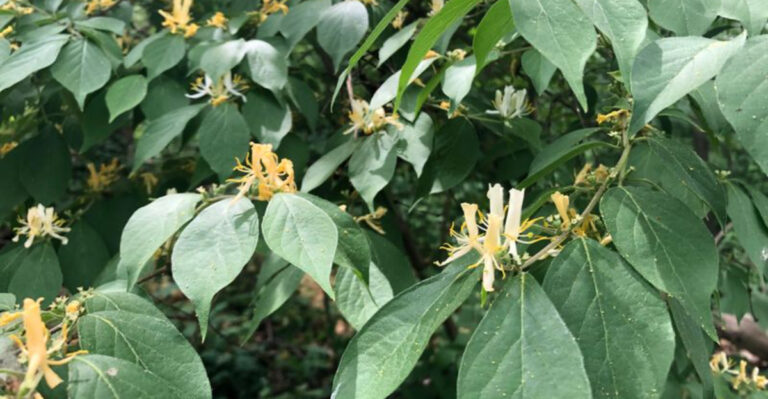 Native Ohio Plants To Grow Instead Of Boxwood Near Your Foundation