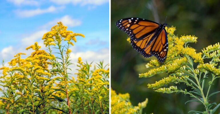 The Pennsylvania Native Wildflower That Does More For Your Garden Than Any Other Plant