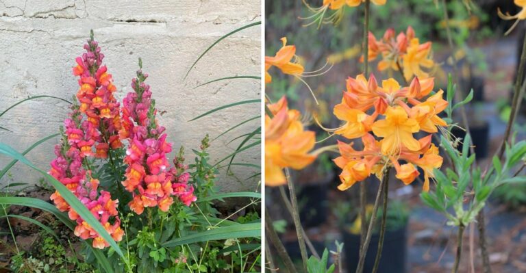 Georgia Plants You Should Buy Before Nurseries Run Out This Fall