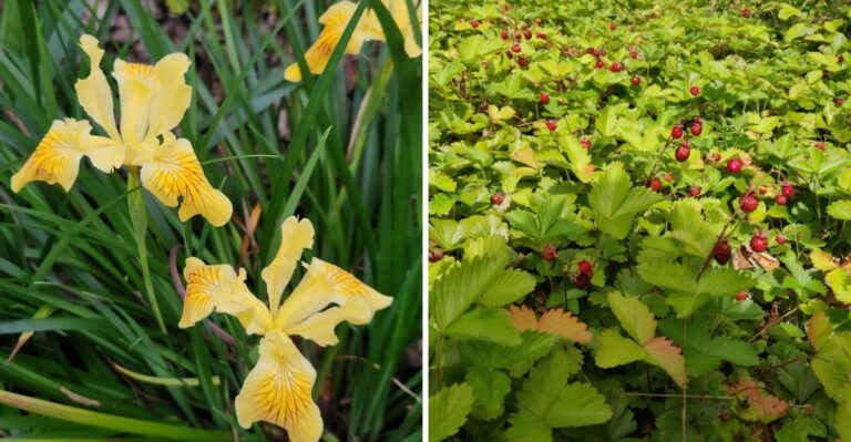 The Shade-Loving California Groundcovers That Replace Ivy Safely