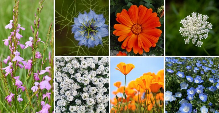 14 Annual Flower Seeds For Fall Sowing To Fill Your Garden With Early Spring Color