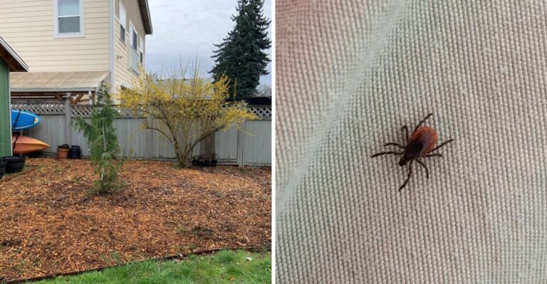Warm September Weather Can Keep Ticks Active In Georgia Yards Into Fall