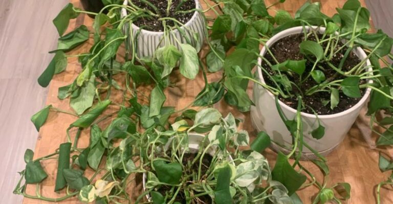 Why Michigan Houseplants Suddenly Look Unhappy After You Bring Them Indoors