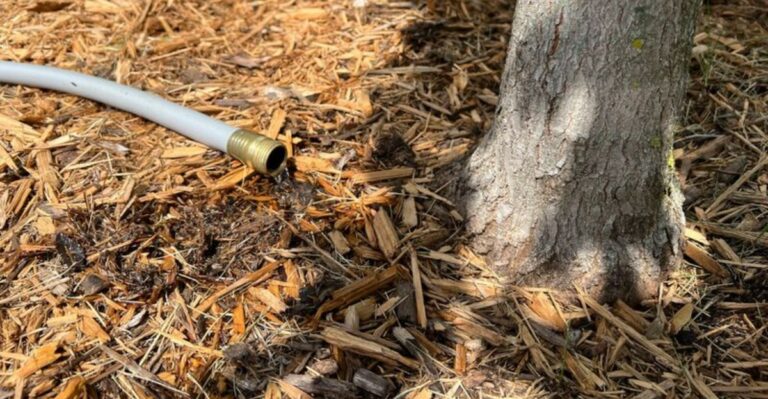 Newly Planted Georgia Trees Still Need Regular Water This Fall