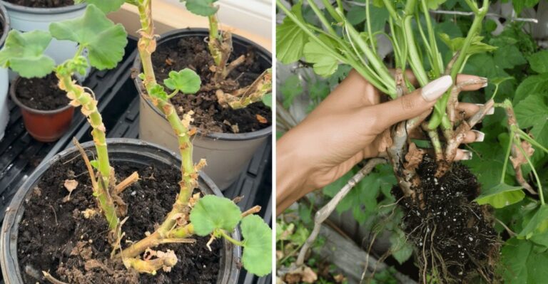 How To Overwinter Geraniums In North Carolina Without Keeping Them In Full Growth