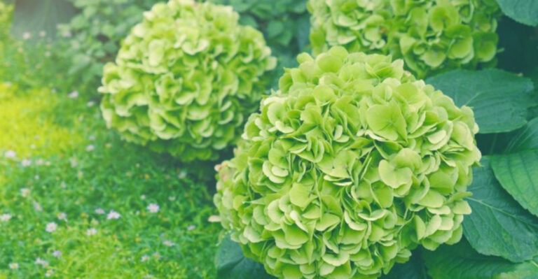 Why Hydrangea Flowers Are Suddenly Turning Green