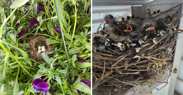 Why California House Finches Keep Nesting In Hanging Plants Near Homes