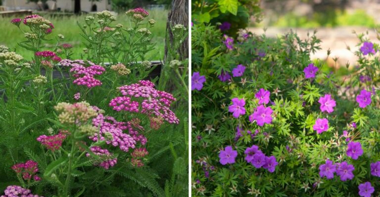 These Pennsylvania Perennials Come Back Fuller When You Cut Them Back Hard Right Now